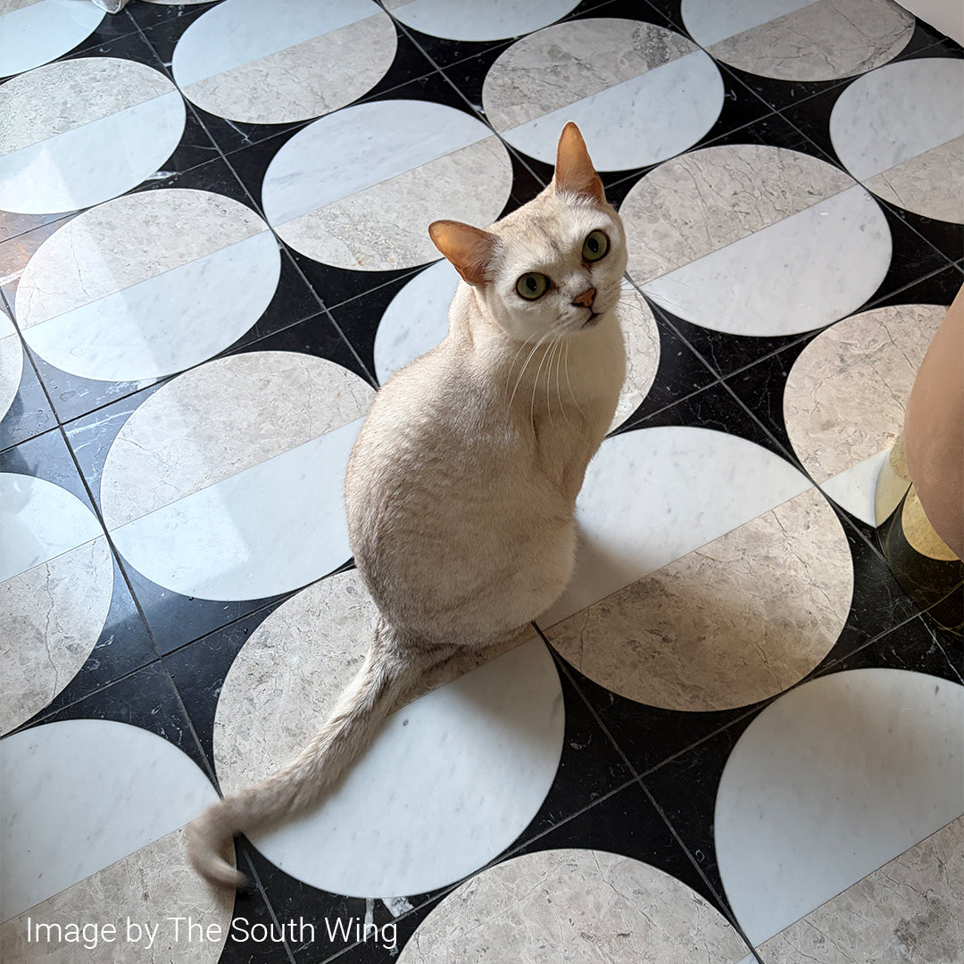 Cat sitting on a geometric-patterned floor