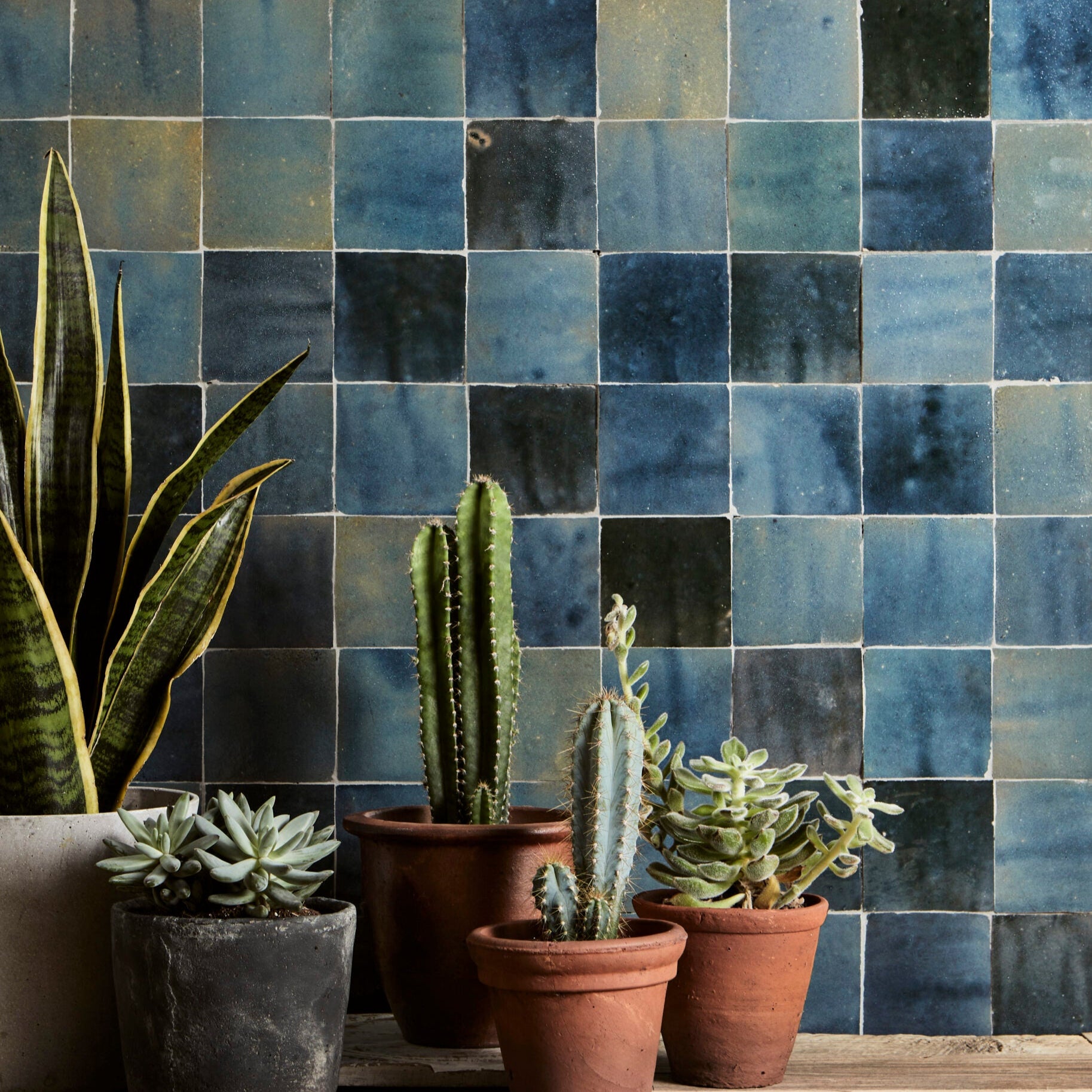 Collection of potted plants against a blue tiled wall